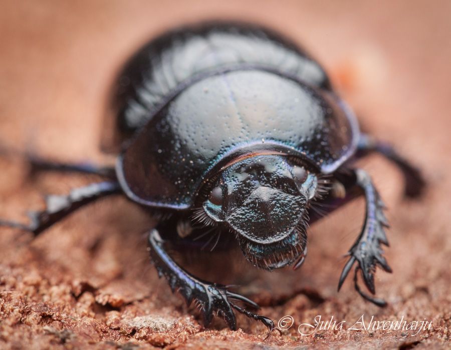 Juha Ahvenharju Photography