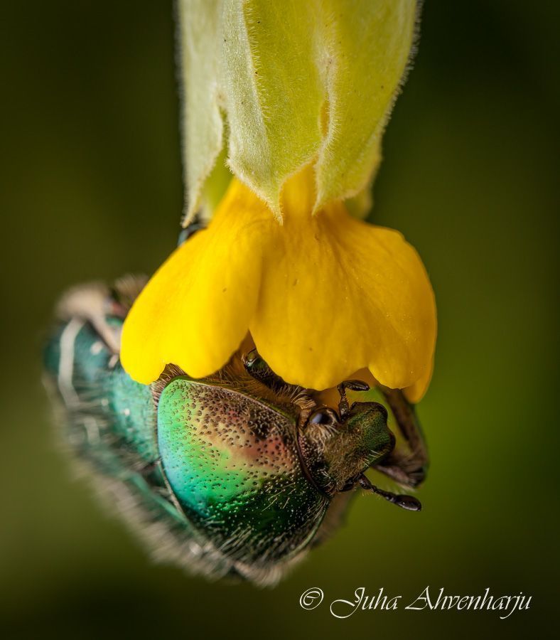 Juha Ahvenharju Photography