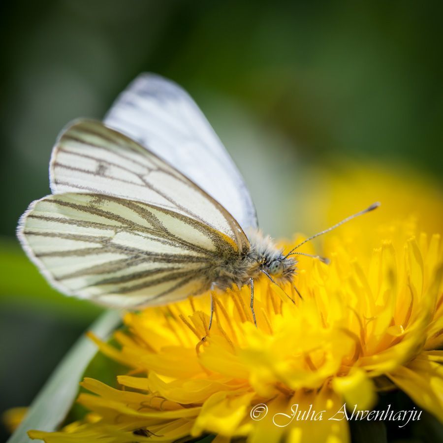 Juha Ahvenharju Photography