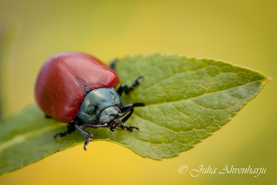 Juha Ahvenharju Photography