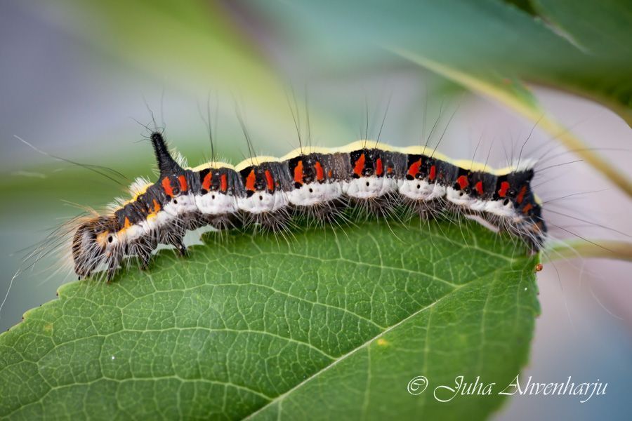 Juha Ahvenharju Photography