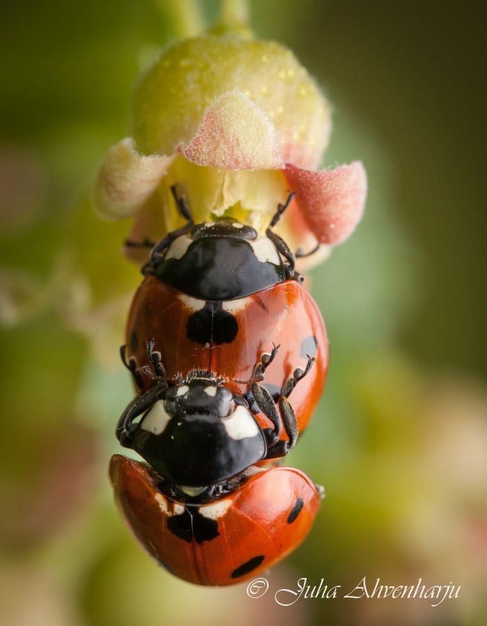 Juha Ahvenharju Photography