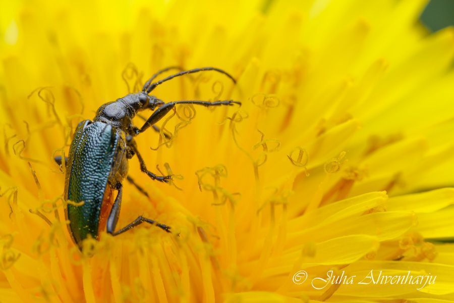 Juha Ahvenharju Photography