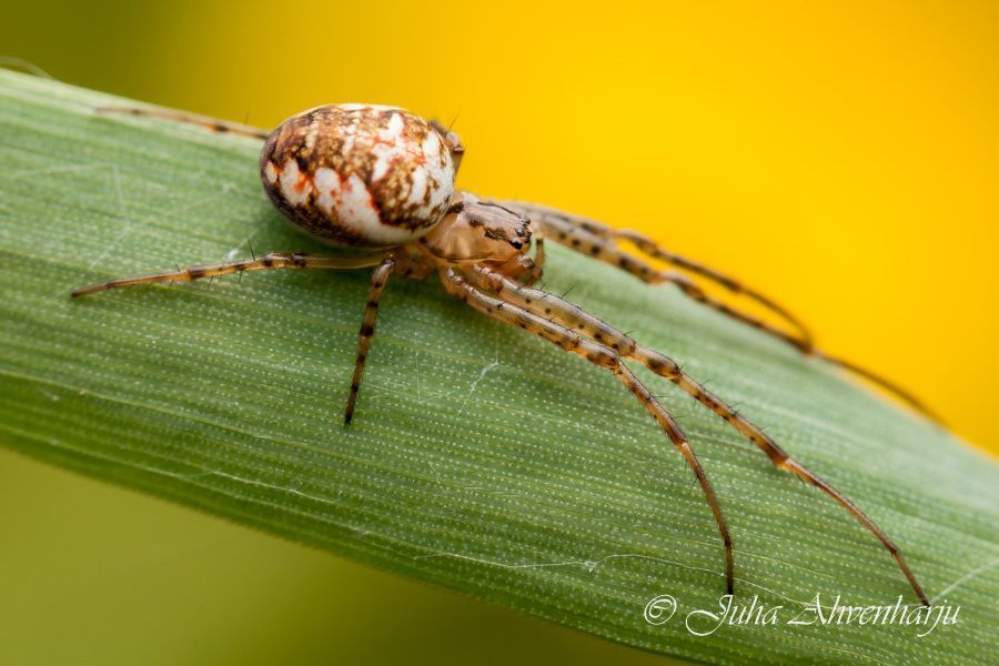 Juha Ahvenharju Photography
