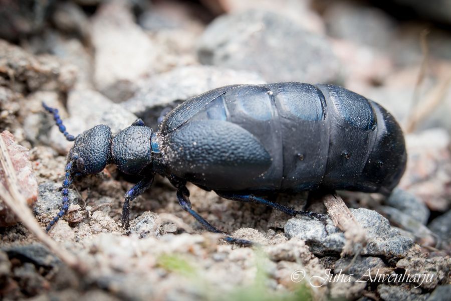 Juha Ahvenharju Photography