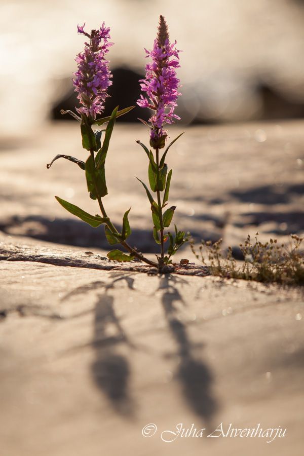 Juha Ahvenharju Photography
