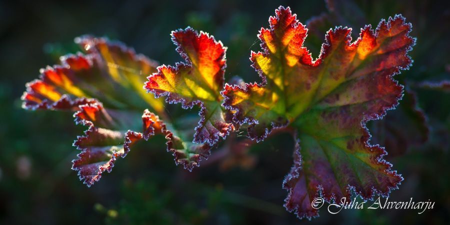 Juha Ahvenharju Photography