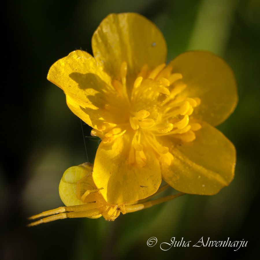 Juha Ahvenharju Photography