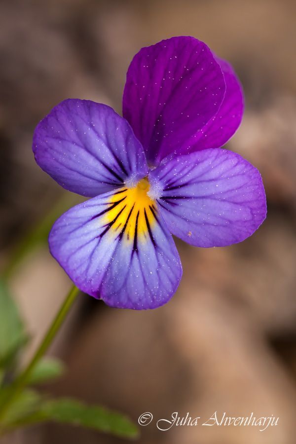 Juha Ahvenharju Photography