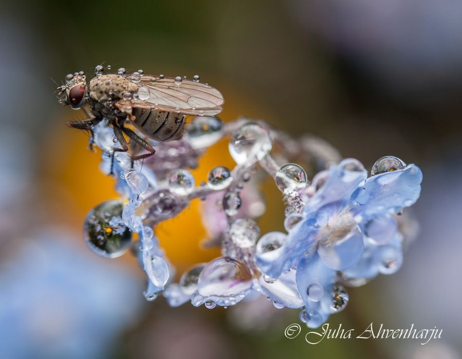 Juha Ahvenharju Photography