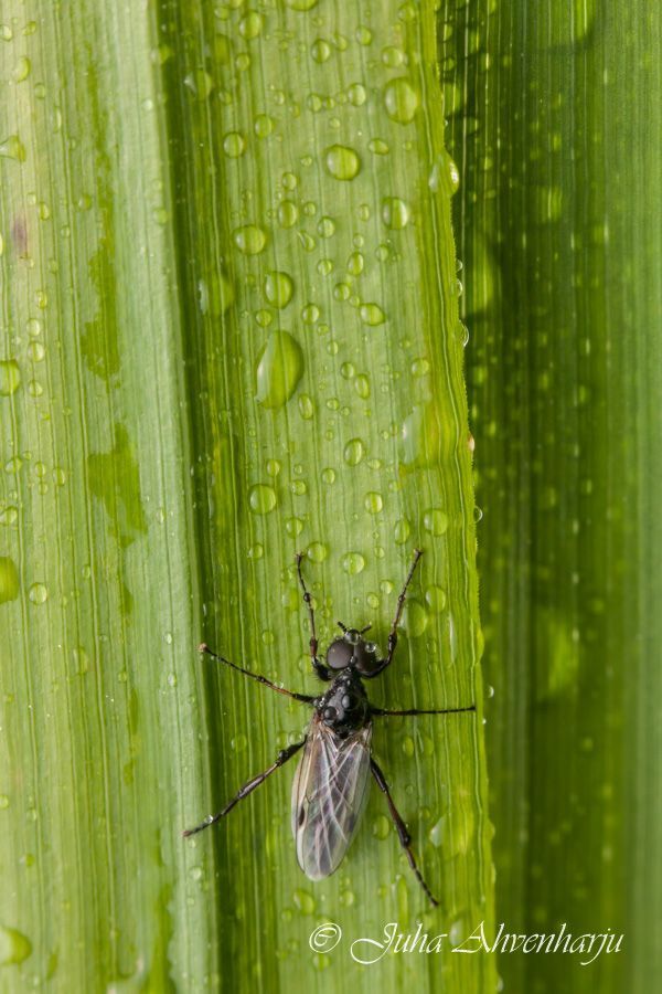 Juha Ahvenharju Photography
