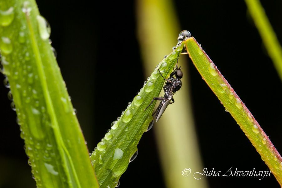 Juha Ahvenharju Photography