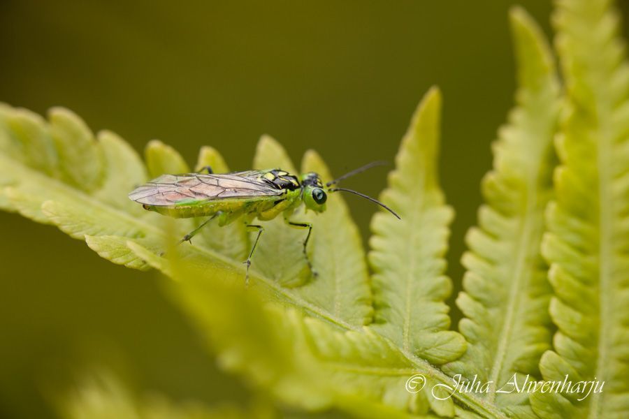 Juha Ahvenharju Photography