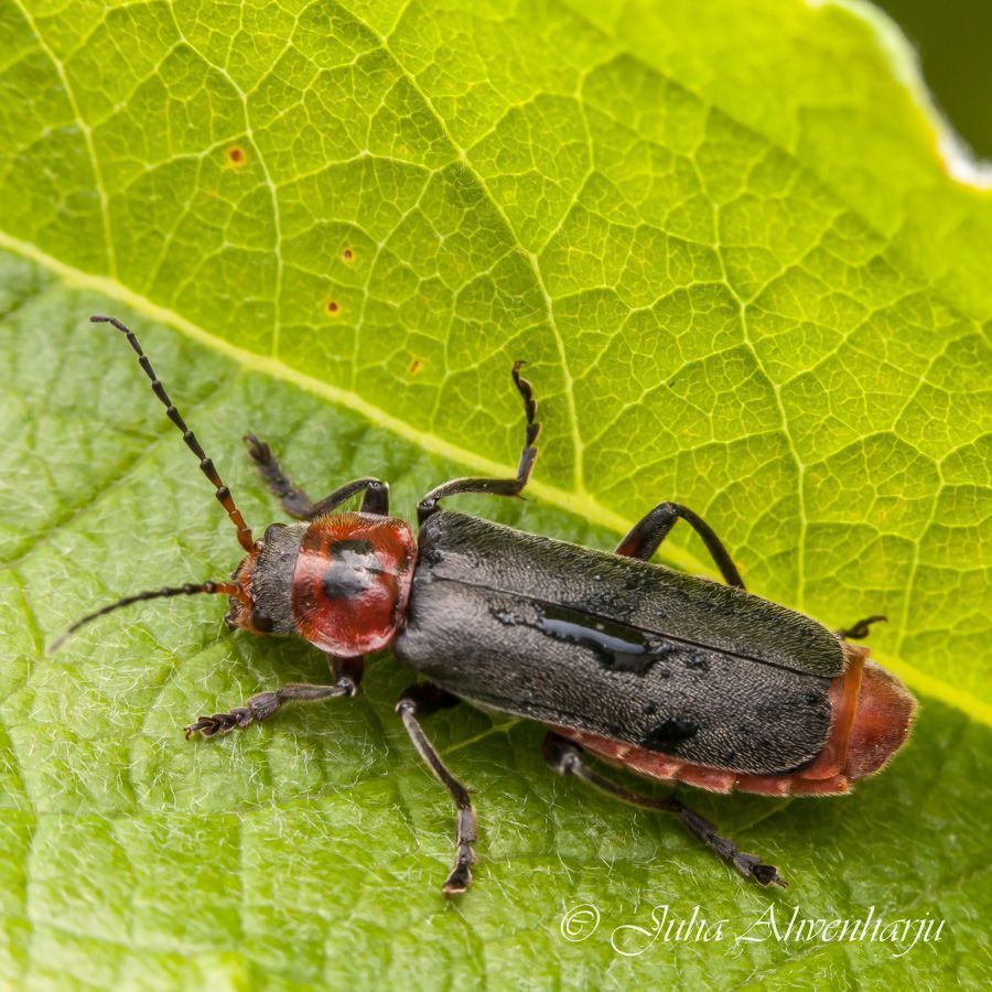 Juha Ahvenharju Photography