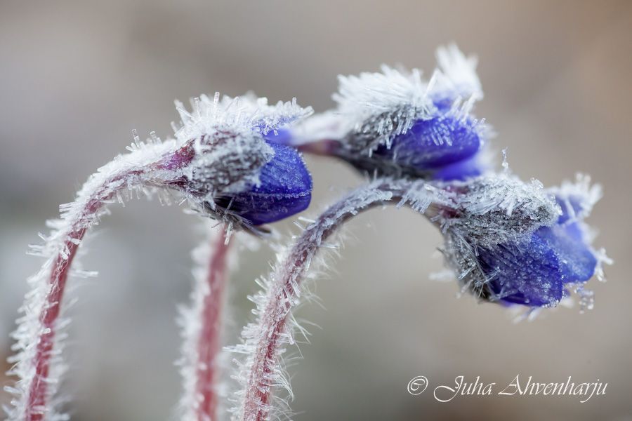 Juha Ahvenharju Photography