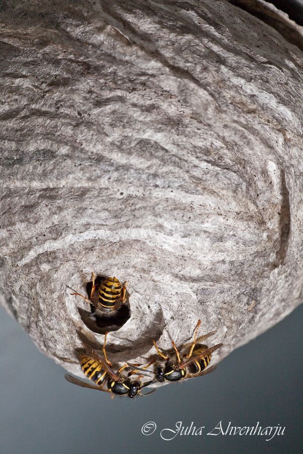 Juha Ahvenharju Photography