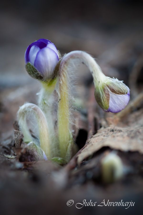 Juha Ahvenharju Photography