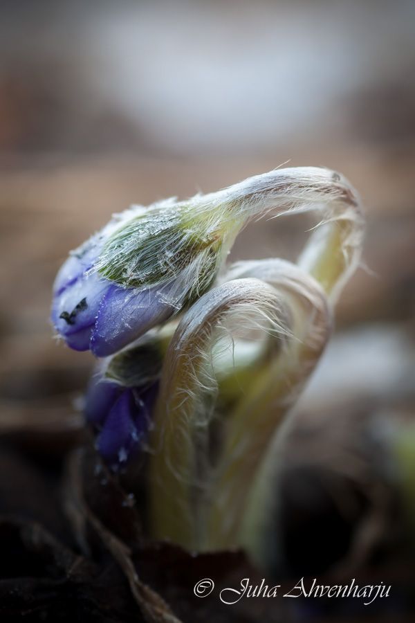 Juha Ahvenharju Photography