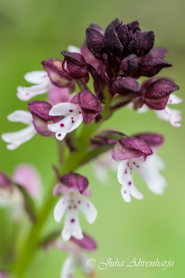 Juha Ahvenharju Photography