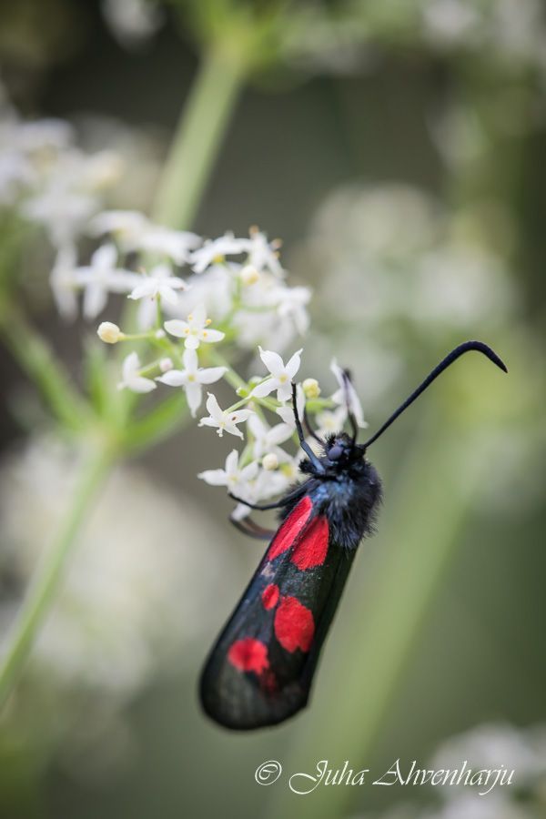 Juha Ahvenharju Photography