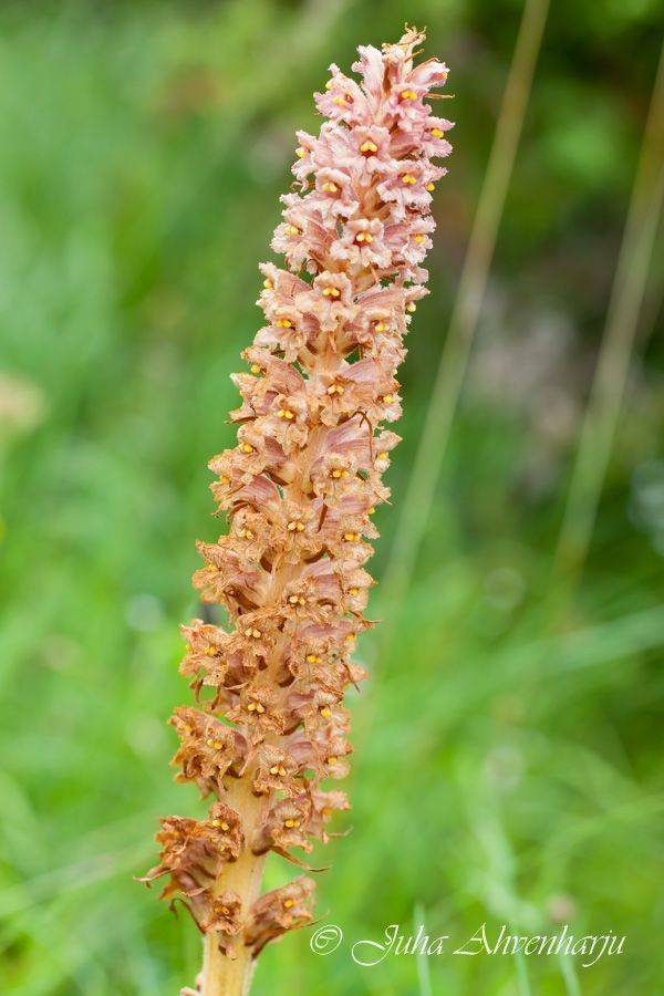 Juha Ahvenharju Photography