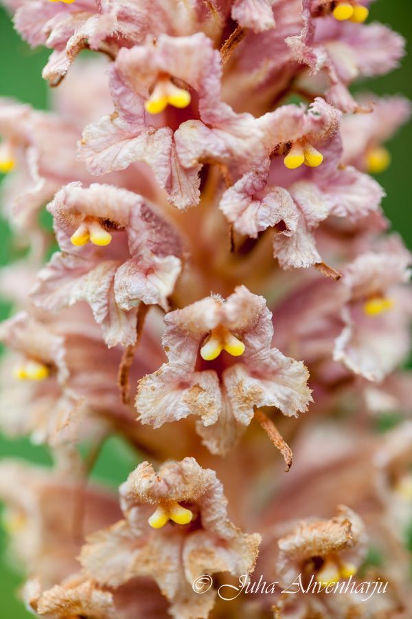 Juha Ahvenharju Photography