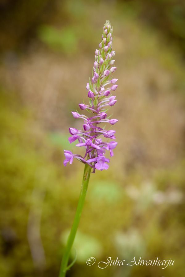 Juha Ahvenharju Photography