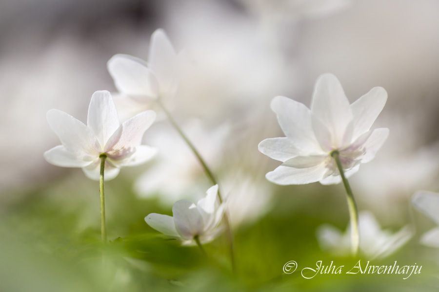 Juha Ahvenharju Photography