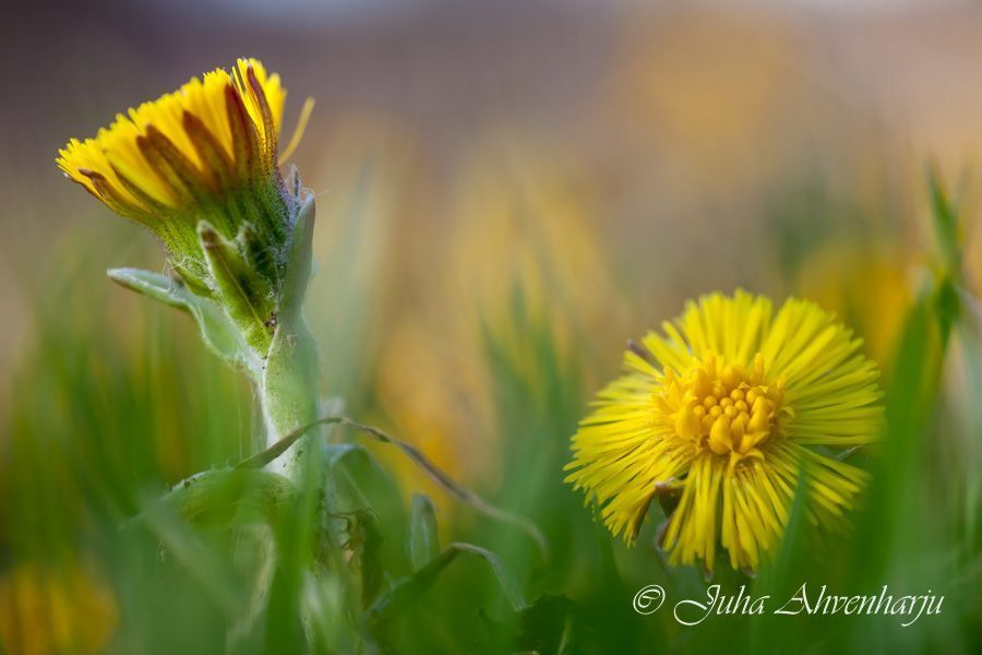 Juha Ahvenharju Photography