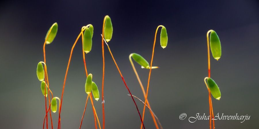 Juha Ahvenharju Photography