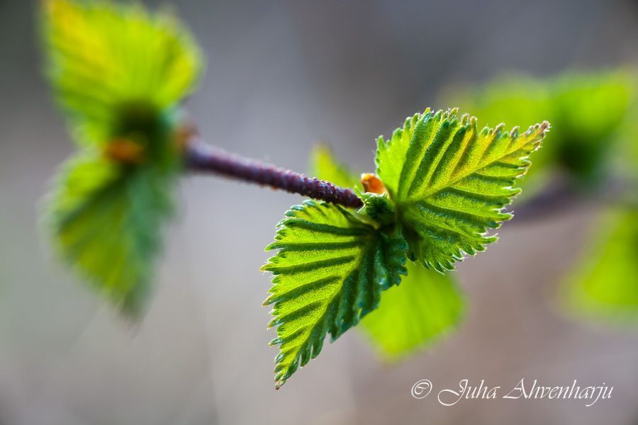 Juha Ahvenharju Photography