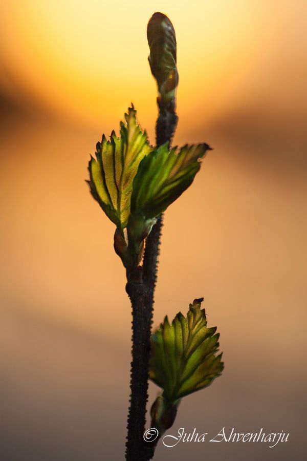 Juha Ahvenharju Photography