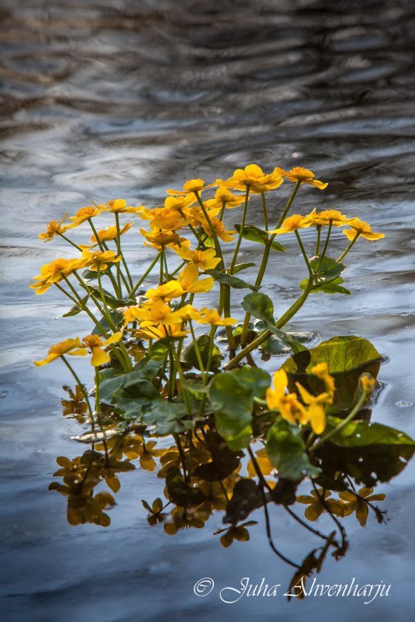 Juha Ahvenharju Photography