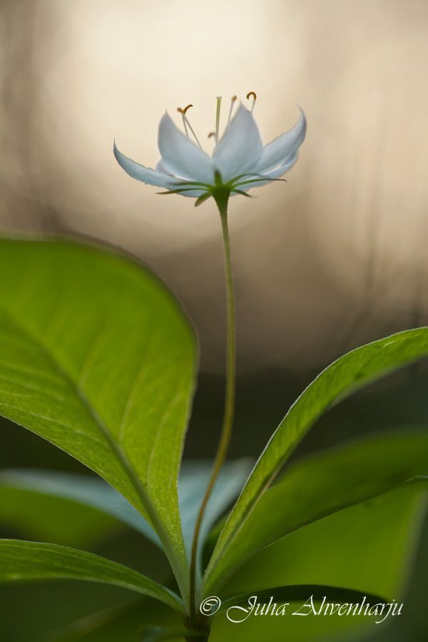 Juha Ahvenharju Photography