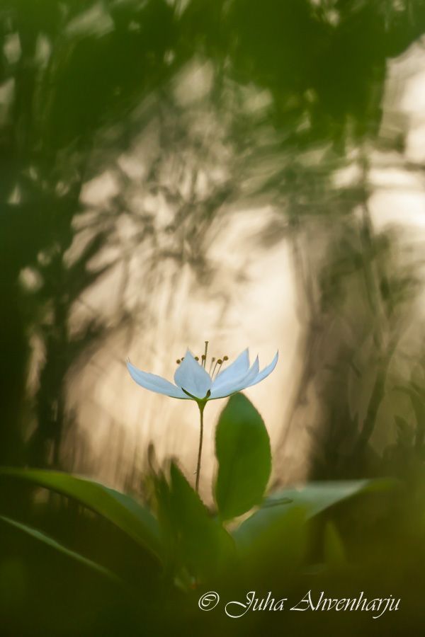 Juha Ahvenharju Photography