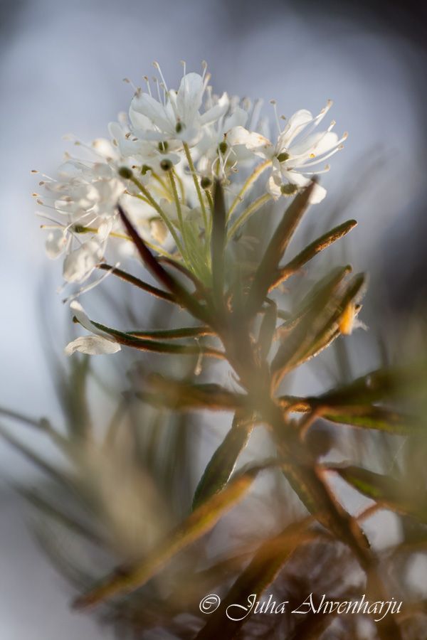 Juha Ahvenharju Photography