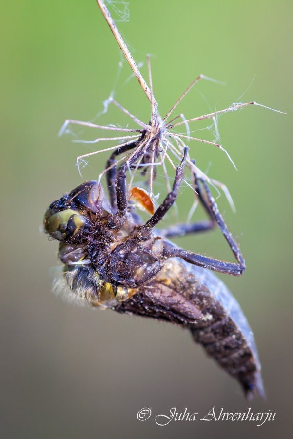 Juha Ahvenharju Photography