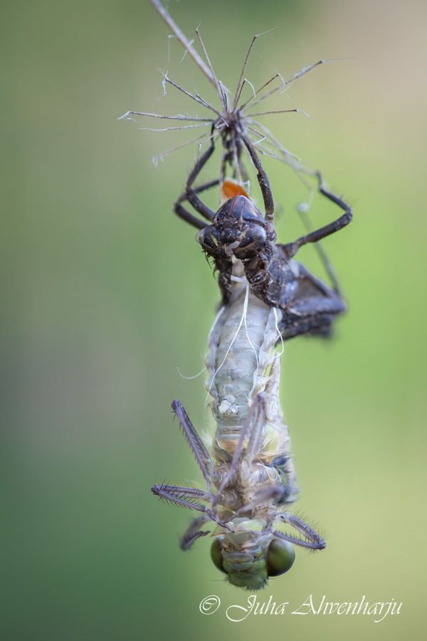 Juha Ahvenharju Photography