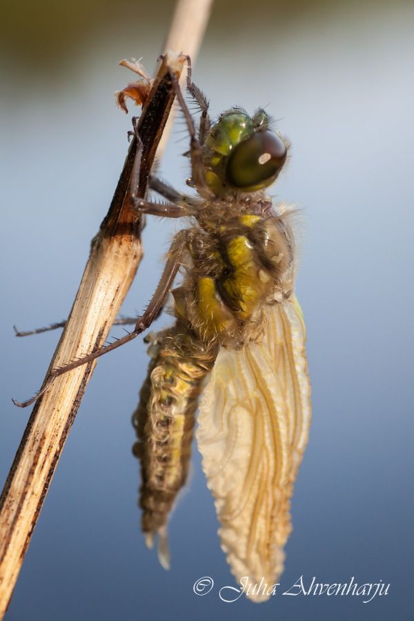 Juha Ahvenharju Photography