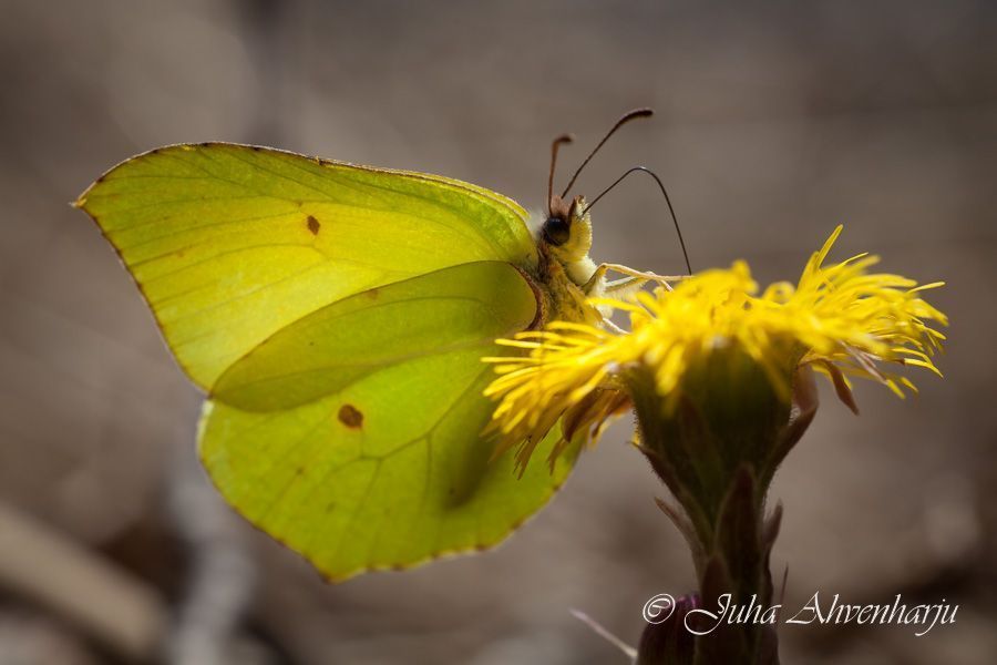 Juha Ahvenharju Photography