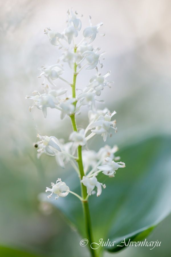 Juha Ahvenharju Photography