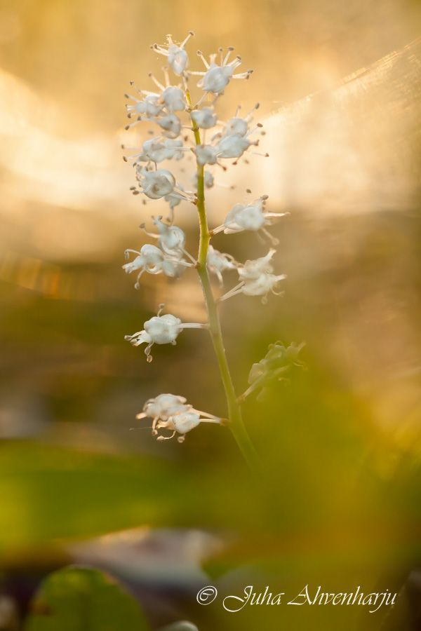 Juha Ahvenharju Photography