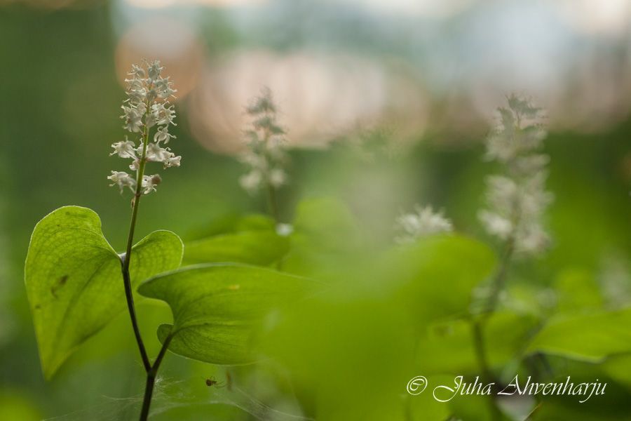 Juha Ahvenharju Photography