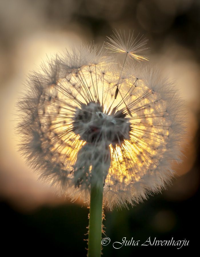 Juha Ahvenharju Photography