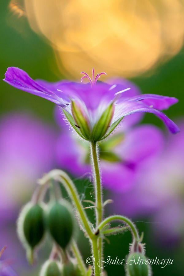 Juha Ahvenharju Photography