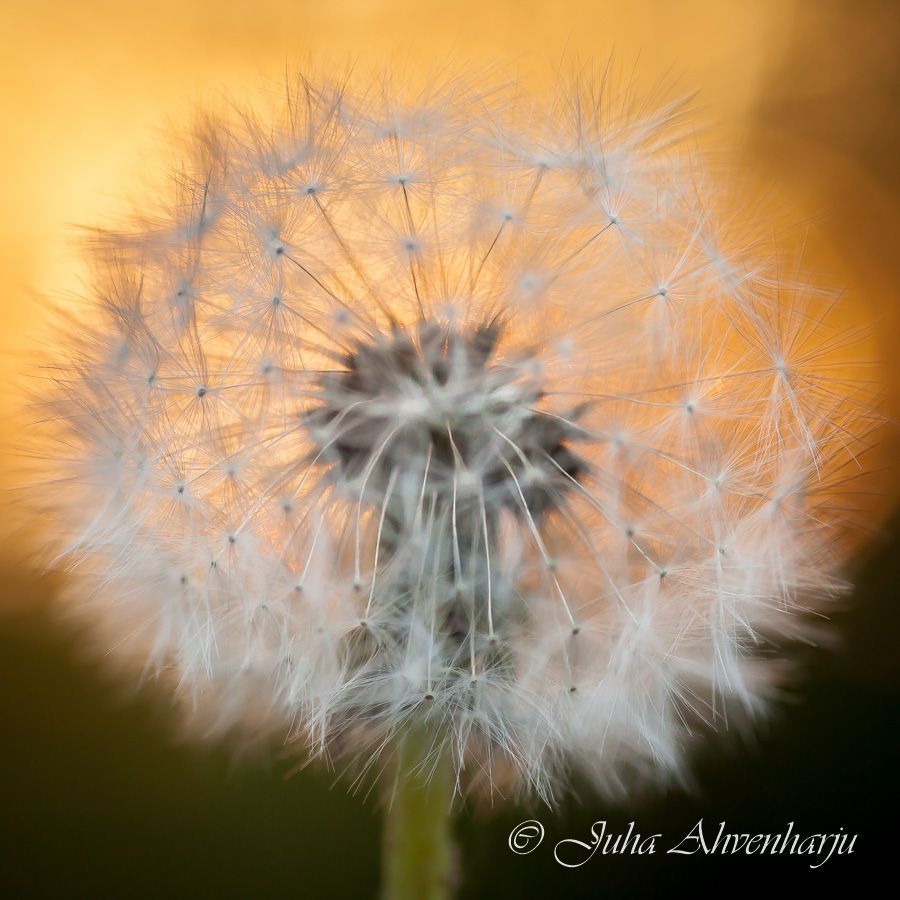 Juha Ahvenharju Photography