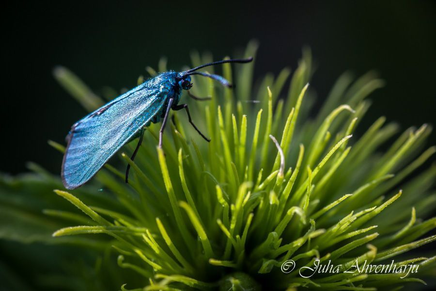 Juha Ahvenharju Photography