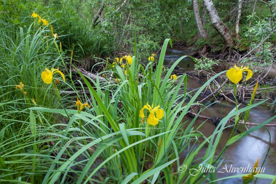Juha Ahvenharju Photography
