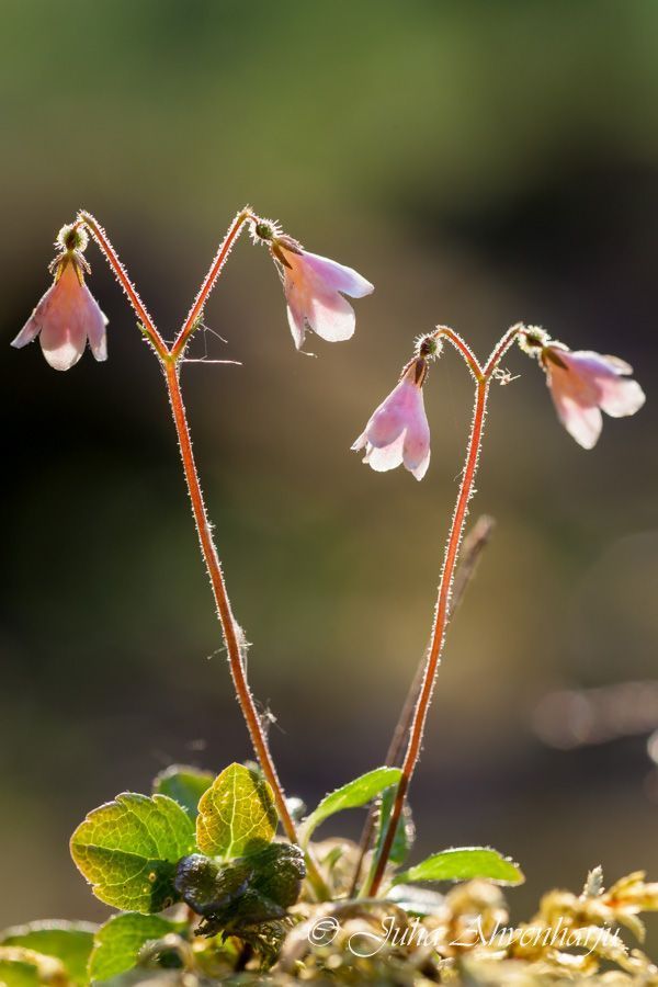 Juha Ahvenharju Photography