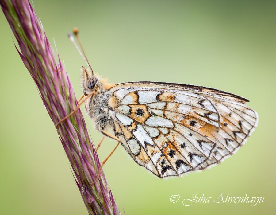 Juha Ahvenharju Photography